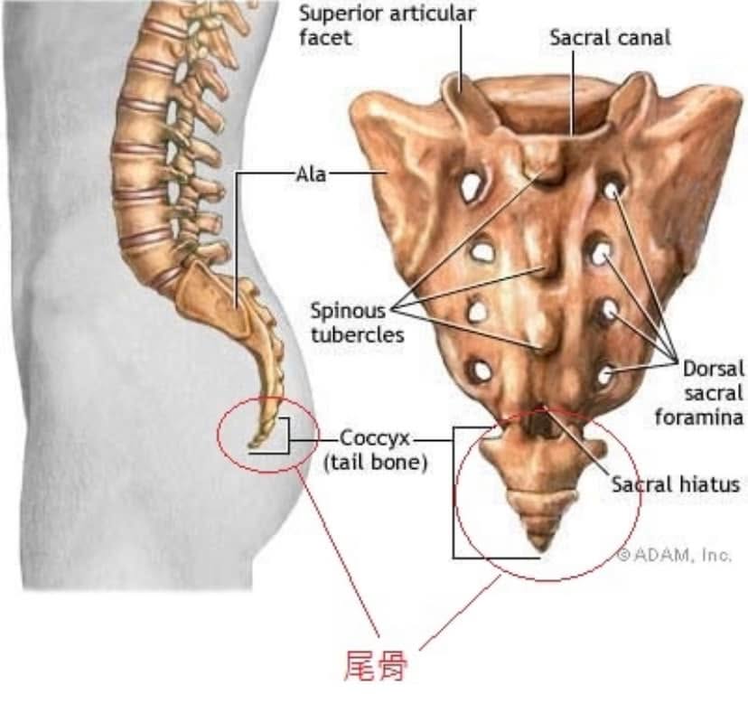 今早東門早診，一位媽媽帶著15歲剛考完會考的妹妹來，尾椎痛了一年，沒撞到沒跌倒。…